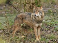 Canis lupus 102, Wolf, Saxifraga-Mark Zekhuis