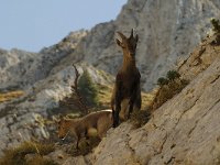 Capra ibex, Alpine Ibex