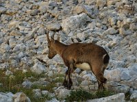 Capra ibex 10, Alpensteenbok, Saxifraga-Jan van der Straaten