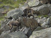 Capra ibex 100, Alpensteenbok, Saxifraga-Willem van Kruijsbergen