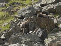 Capra ibex 101, Alpensteenbok, Saxifraga-Willem van Kruijsbergen