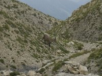 Capra ibex 106, Alpensteenbok, Saxifraga-Willem van Kruijsbergen