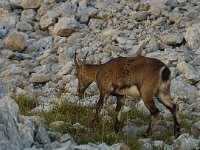 Capra ibex 11, Alpensteenbok, Saxifraga-Jan van der Straaten
