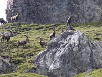 Capra ibex 110, Alpensteenbok, Saxifraga-Mark Zekhuis