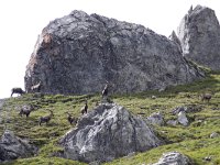 Capra ibex 111, Alpensteenbok, Saxifraga-Mark Zekhuis