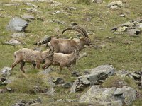 Capra ibex 112, Alpensteenbok, Saxifraga-Harry van Oosterhout : steenbok, zoogdier, Italië, bergen