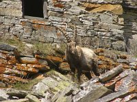 Capra ibex 113, Alpensteenbok, Saxifraga-Harry van Oosterhout : steenbok, zoogdier, Italië, bergen