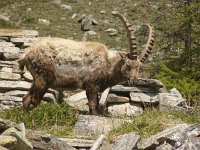 Capra ibex 114, Alpensteenbok, Saxifraga-Harry van Oosterhout : steenbok, zoogdier, Italië, bergen