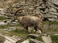 Capra ibex 115, Alpensteenbok, Saxifraga-Harry van Oosterhout : steenbok, zoogdier, Italië, bergen
