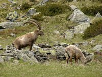 Capra ibex 117, Alpensteenbok, Saxifraga-Harry van Oosterhout : steenbok, zoogdier, Italië, bergen