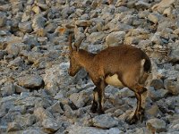Capra ibex 12, Alpensteenbok, Saxifraga-Jan van der Straaten