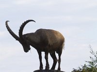 Capra ibex 123, Alpensteenbok, Saxifraga-Jan Nijendijk