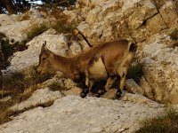 Capra ibex 13, Alpensteenbok, Saxifraga-Jan van der Straaten