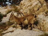 Capra ibex 14, Alpensteenbok, Saxifraga-Jan van der Straaten