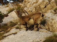 Capra ibex 15, Alpensteenbok, Saxifraga-Jan van der Straaten