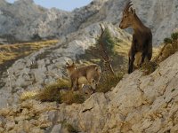 Capra ibex 16, Alpensteenbok, Saxifraga-Jan van der Straaten