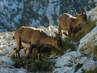 Capra ibex 17, Alpensteenbok, Saxifraga-Jan van der Straaten