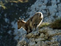 Capra ibex 18, Alpensteenbok, Saxifraga-Jan van der Straaten