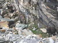 Capra ibex 19, Alpensteenbok, Saxifraga-Rien Schot