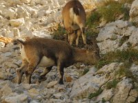 Capra ibex 2, Alpensteenbok, Saxifraga-Jan van der Straaten