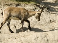 Capra ibex 20, Alpensteenbok, Saxifraga-Jan van der Straaten