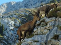 Capra ibex 3, Alpensteenbok, Saxifraga-Jan van der Straaten