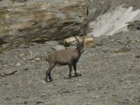 Capra ibex 37, Alpensteenbok, Saxifraga-Willem van Kruijsbergen