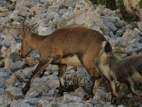 Capra ibex 4, Alpensteenbok, Saxifraga-Jan van der Straaten