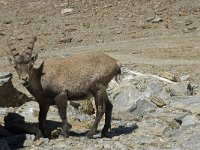 Capra ibex 43, Alpensteenbok, Saxifraga-Willem van Kruijsbergen
