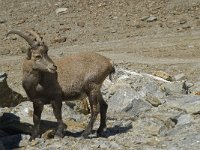Capra ibex 44, Alpensteenbok, Saxifraga-Willem van Kruijsbergen