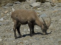 Capra ibex 45, Alpensteenbok, Saxifraga-Willem van Kruijsbergen