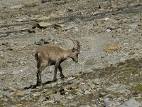 Capra ibex 46, Alpensteenbok, Saxifraga-Willem van Kruijsbergen