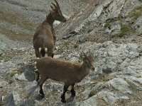 Capra ibex 48, Alpensteenbok, Saxifraga-Willem van Kruijsbergen