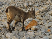 Capra ibex 5, Alpensteenbok, Saxifraga-Jan van der Straaten