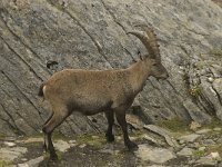 Capra ibex 50, Alpensteenbok, Saxifraga-Willem van Kruijsbergen