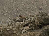Capra ibex 51, Alpensteenbok, Saxifraga-Willem van Kruijsbergen