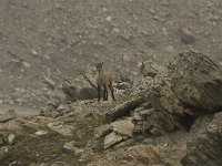 Capra ibex 52, Alpensteenbok, Saxifraga-Willem van Kruijsbergen