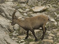 Capra ibex 53, Alpensteenbok, Saxifraga-Willem van Kruijsbergen