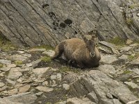 Capra ibex 54, Alpensteenbok, Saxifraga-Willem van Kruijsbergen
