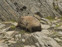 Capra ibex 55, Alpensteenbok, Saxifraga-Willem van Kruijsbergen