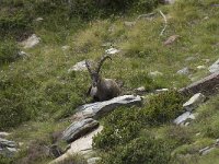 Capra ibex 57, Alpensteenbok, Saxifraga-Willem van Kruijsbergen