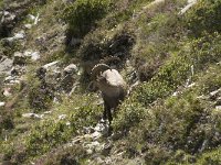 Capra ibex 58, Alpensteenbok, Saxifraga-Willem van Kruijsbergen