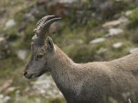 Capra ibex 59, Alpensteenbok, Saxifraga-Willem van Kruijsbergen