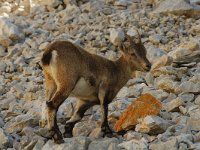 Capra ibex 6, Alpensteenbok, Saxifraga-Jan van der Straaten
