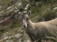 Capra ibex 60, Alpensteenbok, Saxifraga-Willem van Kruijsbergen