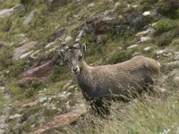 Capra ibex 61, Alpensteenbok, Saxifraga-Willem van Kruijsbergen