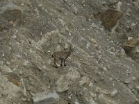 Capra ibex 62, Alpensteenbok, Saxifraga-Willem van Kruijsbergen