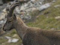 Capra ibex 65, Alpensteenbok, Saxifraga-Willem van Kruijsbergen