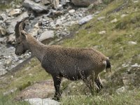 Capra ibex 66, Alpensteenbok, Saxifraga-Willem van Kruijsbergen