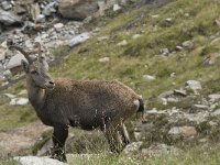 Capra ibex 67, Alpensteenbok, Saxifraga-Willem van Kruijsbergen